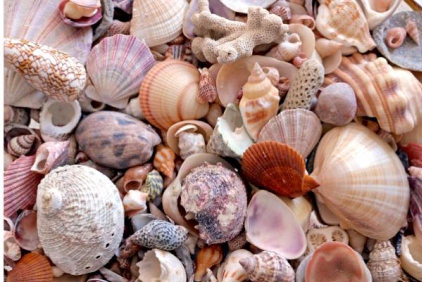 Image of Shells 